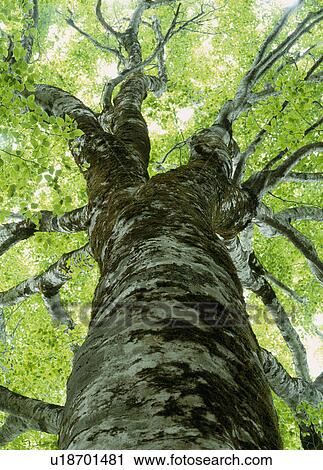 Stock Image - "Beech Big Tree, Yamagata, Japan". Fotosearch