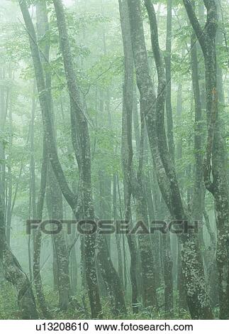 "Beech Woods, Aomori, Japan" View Large Photo Image Stock Image - "Beech Woods, Aomori, Japan". Fotosearch