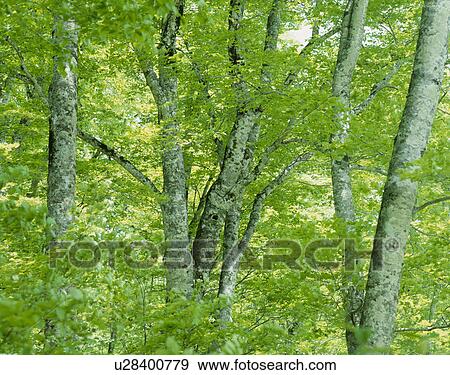 Stock Photo - "Beech Woods, Aomori, Japan". Fotosearch