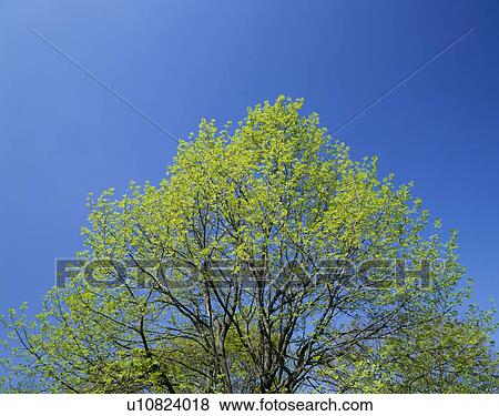 Stock Photo - "Big Tree and Blue Sky, Nagano, Japan". Fotosearch