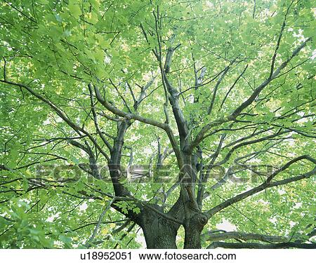 Stock Image - "Big Tree, Shizuoka, Japan". Fotosearch