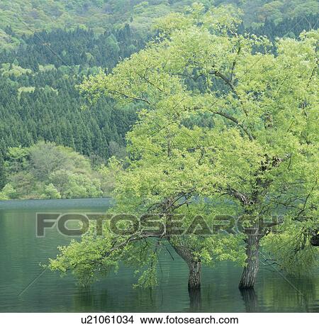 Picture - "Forest and Lake, Nagano, Japan". Fotosearch