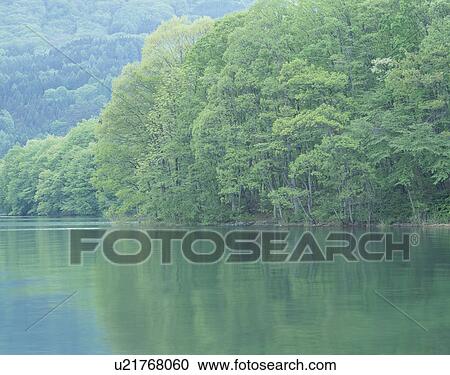 "Forest and Lake, Nagano, Japan" View Large Photo Image Stock Image - "Forest and Lake, Nagano, Japan". Fotosearch