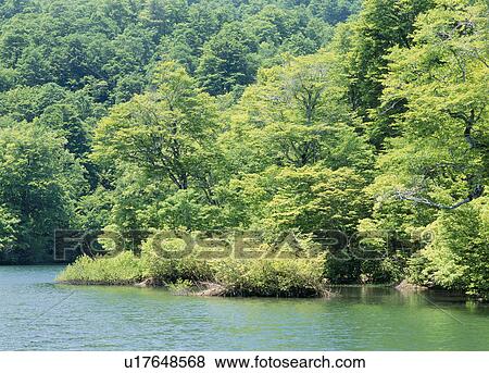 "Forest and Pond, Nagano, Japan" View Large Photo Image Stock Photo - "Forest and Pond, Nagano, Japan". Fotosearch