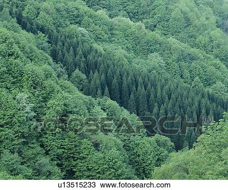 "Forest on Hill, Fukushima, Japan" View Large Photo Image Stock Image - "Forest on Hill, Fukushima, Japan". Fotosearch