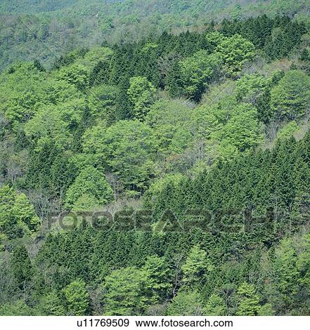 "Forest on Hill, Fukushima, Japan" View Large Photo Image Stock Photo - "Forest on Hill, Fukushima, Japan". Fotosearch