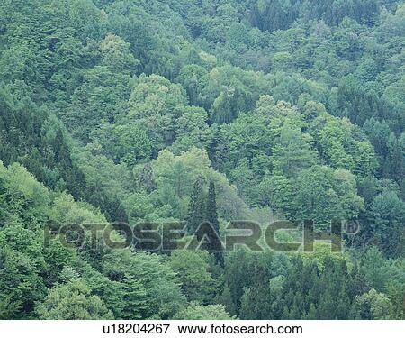 "Forest on Hill, Fukushima, Japan" View Large Photo Image Stock Photo - "Forest on Hill, Fukushima, Japan". Fotosearch