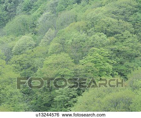 "Forest on Hill, Nagano, Japan" View Large Photo Image Stock Photograph - "Forest on Hill, Nagano, Japan". Fotosearch