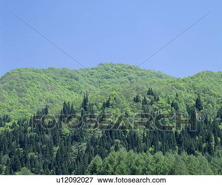 Stock Photo - "Forest on Mountain, Nagano, Japan". Fotosearch