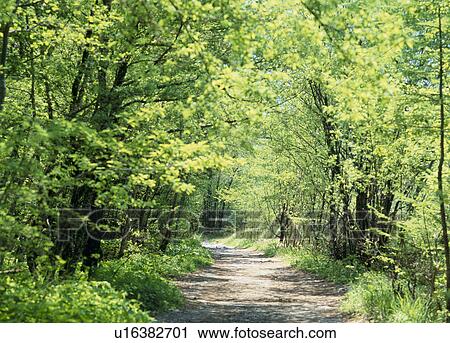 Stock Image - "Forest Path, Nagano, Japan". Fotosearch