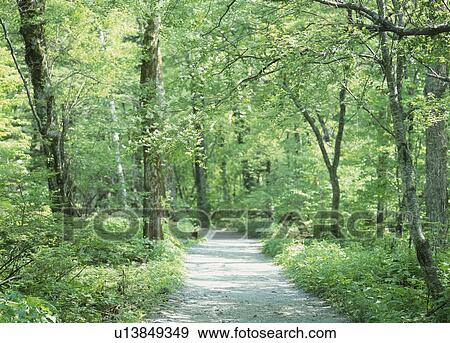 Stock Photo - "Forest Path, Nagano, Japan". Fotosearch