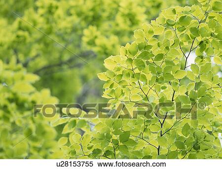 Stock Photography - "Green Leaves, Akita, Japan". Fotosearch