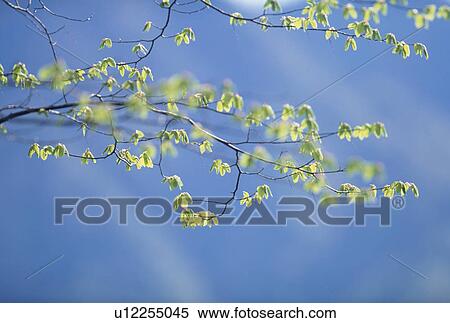 "Green Leaves and Blue Sky, Tochigi, Japan" View Large Photo Image Stock Photography - "Green Leaves and Blue Sky, Tochigi, Japan". Fotosearch