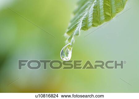 "Green Leaves and Water Drop, Shizuoka, Japan" View Large Photo Image Picture - "Green Leaves and Water Drop, Shizuoka, Japan". Fotosearch