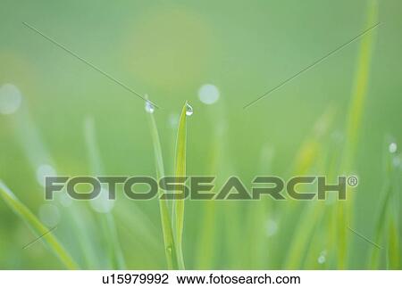 "Green Leaves and Water Drop, Shizuoka, Japan" View Large Photo Image Stock Image - "Green Leaves and Water Drop, Shizuoka, Japan". Fotosearch