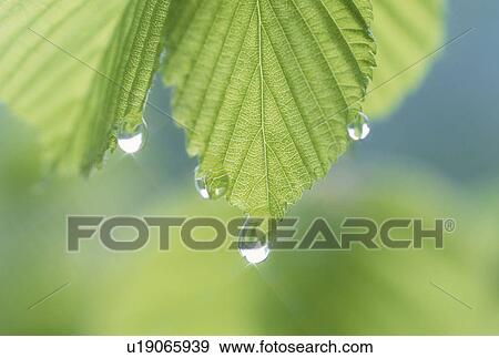 "Green Leaves and Water Drop, Shizuoka, Japan" View Large Photo Image Stock Photo - "Green Leaves and Water Drop, Shizuoka, Japan". Fotosearch