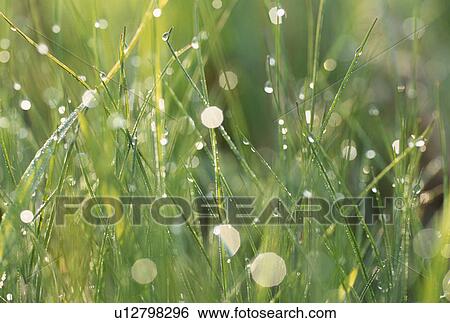 "Green Leaves and Water Drop, Shizuoka, Japan" View Large Photo Image Stock Photograph - "Green Leaves and Water Drop, Shizuoka, Japan". Fotosearch