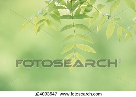 "Green Leaves, Aomori, Japan" View Large Photo Image Stock Photo - "Green Leaves, Aomori, Japan". Fotosearch