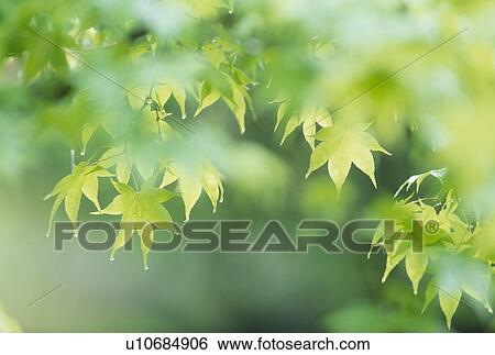 Stock Photograph - "Green Leaves, Aomori, Japan". Fotosearch