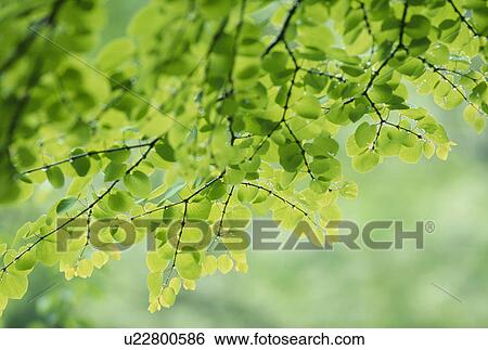 Stock Photograph - "Green Leaves, Aomori, Japan". Fotosearch