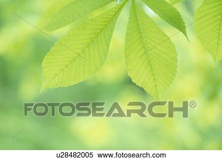 "Green Leaves, Aomori, Japan" View Large Photo Image Stock Photography - "Green Leaves, Aomori, Japan". Fotosearch