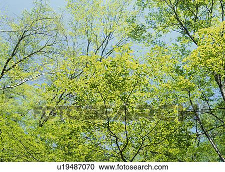 Stock Image - "Green Leaves, Nagano, Japan". Fotosearch