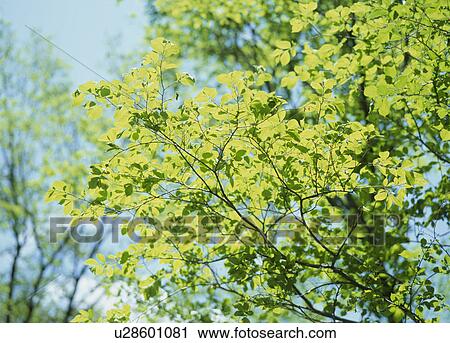 "Green Leaves, Nagano, Japan" View Large Photo Image Stock Image - "Green Leaves, Nagano, Japan". Fotosearch