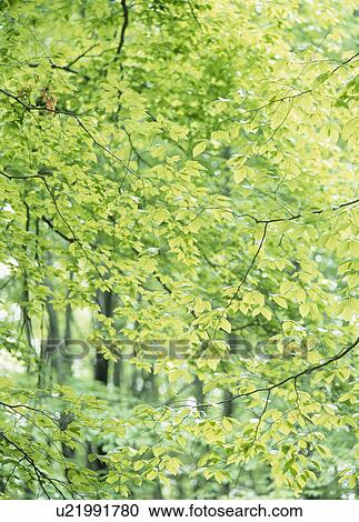 "Green Leaves, Niigata, Japan" View Large Photo Image Stock Image - "Green Leaves, Niigata, Japan". Fotosearch