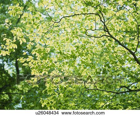 Picture - "Green Leaves, Shizuoka, Japan". Fotosearch
