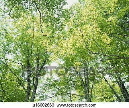 "Green Leaves, Shizuoka, Japan" View Large Photo Image Stock Image - "Green Leaves, Shizuoka, Japan". Fotosearch