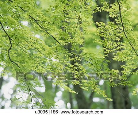 Stock Photograph - "Green Leaves, Shizuoka, Japan". Fotosearch