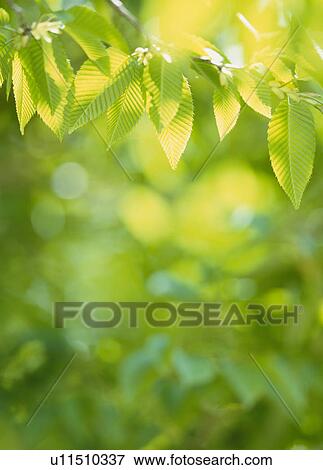 "Green Leaves, Tochigi, Japan" View Large Photo Image Stock Photo - "Green Leaves, Tochigi, Japan". Fotosearch