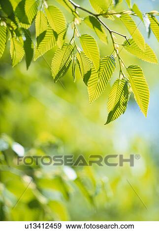 Stock Photo - "Green Leaves, Tochigi, Japan". Fotosearch