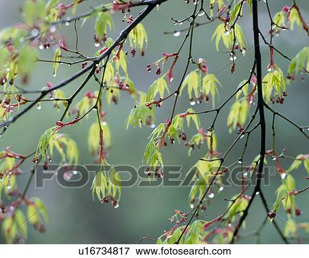Stock Photo - "Green Leaves, Tochigi, Japan". Fotosearch