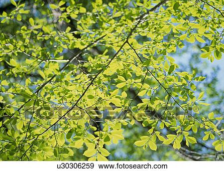Stock Photo - "Green Leaves, Tochigi, Japan". Fotosearch