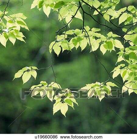 Stock Photograph - "Green Leaves, Tochigi, Japan". Fotosearch