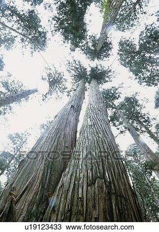 Stock Image - "Japanese Cedar Tree, Akita, Japan". Fotosearch