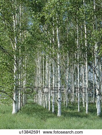 "Japanese White Birch Woods, Hokkaido, Japan" View Large Photo Image Stock Image - "Japanese White Birch Woods, Hokkaido, Japan". Fotosearch