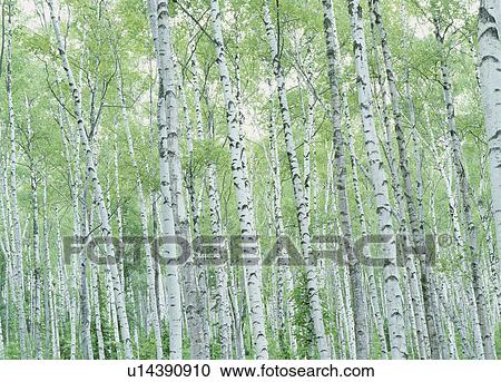"Japanese White Birch Woods, Iwate, Japan" View Large Photo Image Stock Image - "Japanese White Birch Woods, Iwate, Japan". Fotosearch