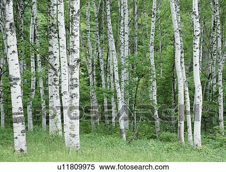 "Japanese White Birch Woods, Nagano, Japan" View Large Photo Image Stock Photography - "Japanese White Birch Woods, Nagano, Japan". Fotosearch