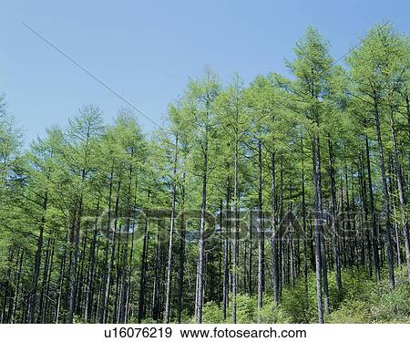 "Larch Forest, Nagano, Japan" View Large Photo Image Stock Photo - "Larch Forest, Nagano, Japan". Fotosearch