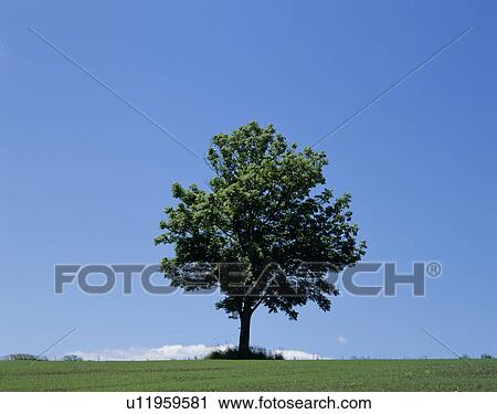 Stock Image - "Single Tree in Green Field, Hokkaido, Japan". Fotosearch