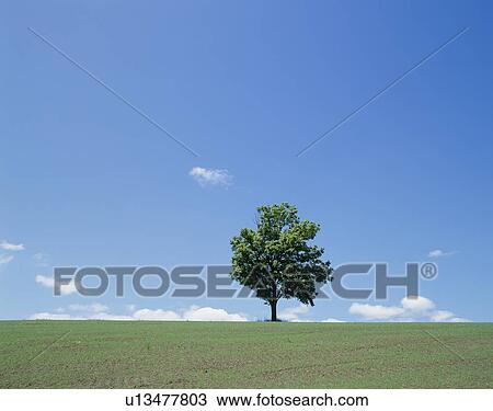 "Single Tree in Green Field, Hokkaido, Japan" View Large Photo Image Stock Image - "Single Tree in Green Field, Hokkaido, Japan". Fotosearch