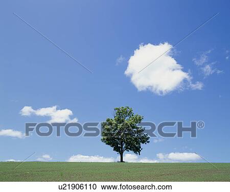 Stock Image - "Single Tree in Green Field, Hokkaido, Japan". Fotosearch