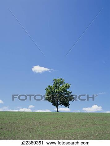 "Single Tree in Green Field, Hokkaido, Japan" View Large Photo Image Stock Image - "Single Tree in Green Field, Hokkaido, Japan". Fotosearch