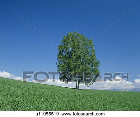 Stock Photo - "Single Tree in Green Field, Hokkaido, Japan". Fotosearch