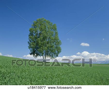 "Single Tree in Green Field, Hokkaido, Japan" View Large Photo Image Stock Photo - "Single Tree in Green Field, Hokkaido, Japan". Fotosearch