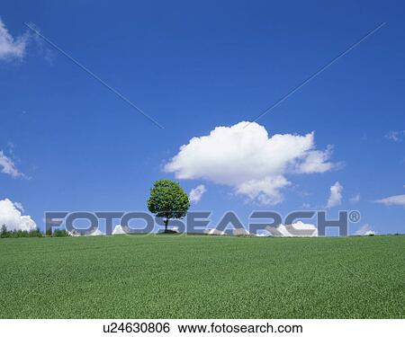 "Single Tree in Green Field, Hokkaido, Japan" View Large Photo Image Stock Photograph - "Single Tree in Green Field, Hokkaido, Japan". Fotosearch