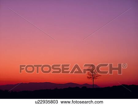 Stock Image - "Single Tree in Morning Glow, Hokkaido, Japan". Fotosearch