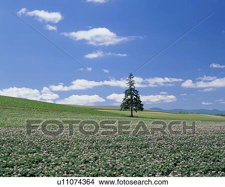 Picture - "Single Tree in Potato Field, Hokkaido, Japan". Fotosearch